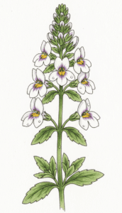 Euphrasia（小米草，又稱：Eyebright 明亮草）